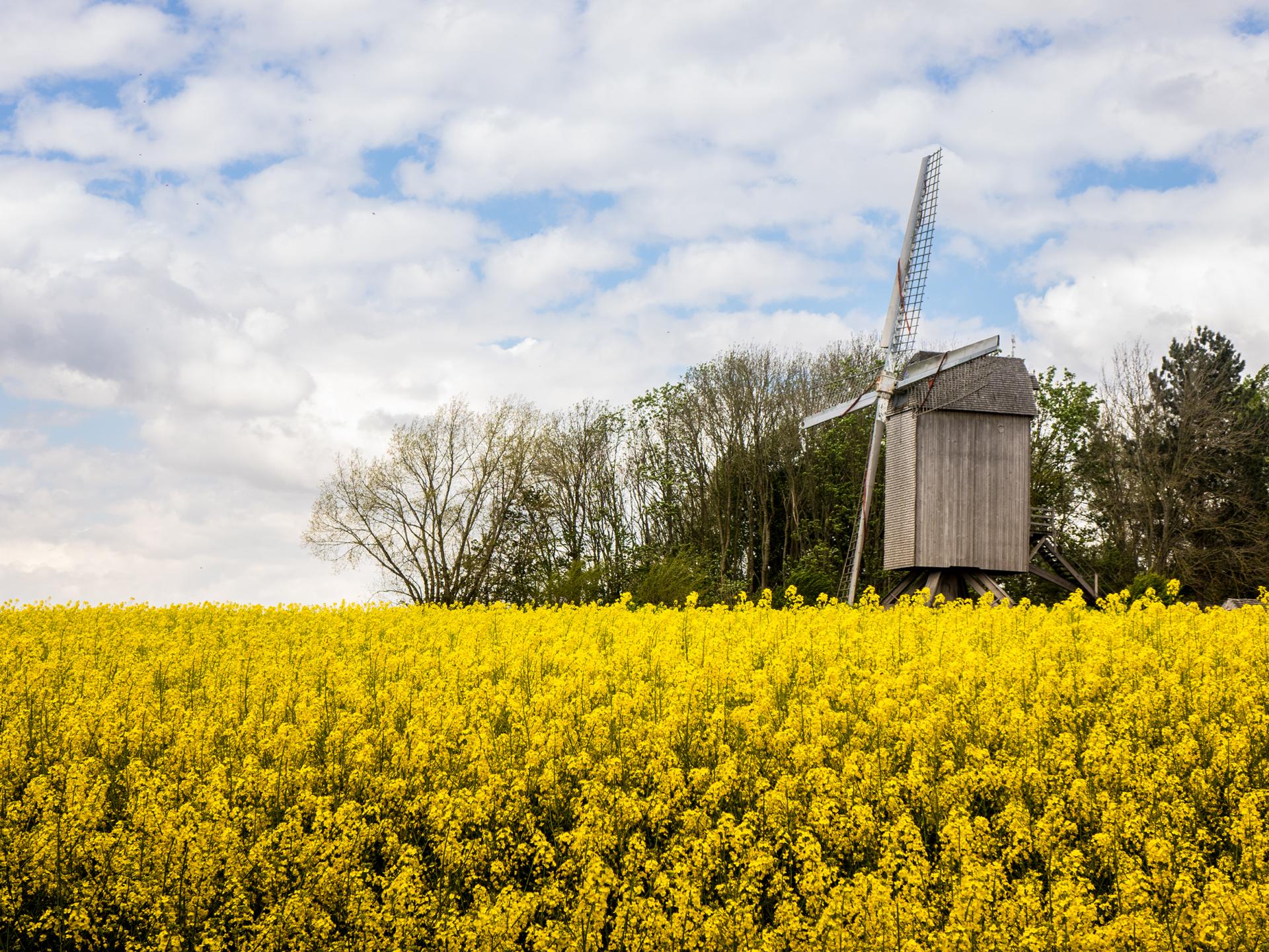 Flemish symbols | coeurdeflandre